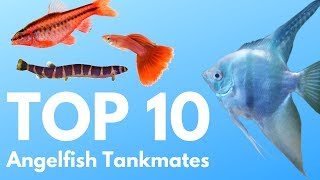 Angelfish Tankmates 10 Fish You Can Keep with Angelfish [upl. by Armillas]