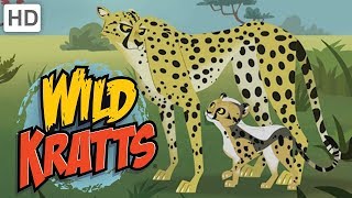 🐆 Wild Kratts  Meet quotBlurquot the Cheetah [upl. by Nomihs]