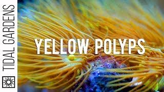 Yellow Parazoanthus Polyps Coral Care Tips [upl. by Aldric]