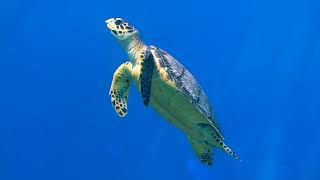 Hawksbill Sea Turtles and The Best Relax Music Coral Reef Aquarium 2 Hours Sleep Meditation HD [upl. by Fitzger]