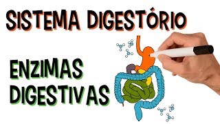 ✅ SISTEMA DIGESTÓRIO E ENZIMAS DIGESTIVAS [upl. by Eilyw]