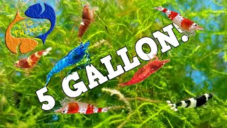 10 BEST FISH For 5 Gallon AQUARIUM [upl. by Kcirdes824]