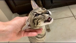 Kitten Meowing and PurringCutest Meow [upl. by Daus]