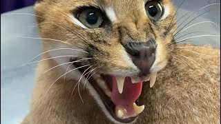 Roo the Caracal goes to the vet  angry caracal hisses at vet staff [upl. by Ladonna]