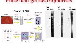 Pulsed Field Gel Electrophoresis pfge [upl. by Gibson]