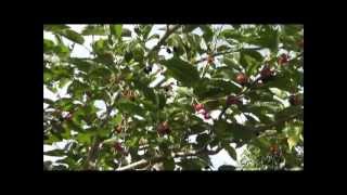 How To Grow a Mulberry Tree From a Cutting [upl. by Eimak]