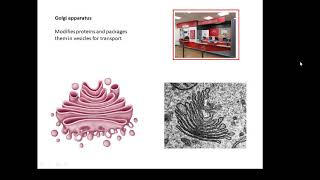 BTEC Applied Science Unit 1 Biology Cells [upl. by Leahciam]