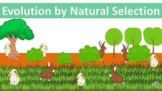 Evolution by Natural Selection updated [upl. by Trah203]