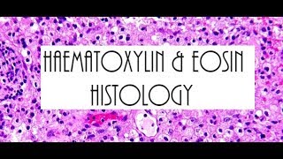 Haematoxylin and Eosin Staining HampE Histology [upl. by Erick]