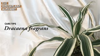 Dracaena fragrans Plant Care Tips  The Houseplant Alphabet [upl. by Ayik]