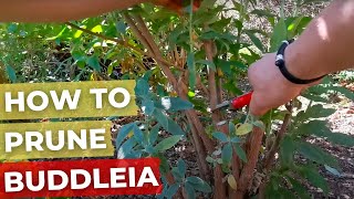 How to prune Buddleia [upl. by Dallon]