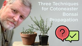 Bonsaify  Three Techniques for Cotoneaster Bonsai Propagation [upl. by Mylan352]