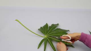 Ikebana Tips by Junko 14 modifying leaves [upl. by Fenny]