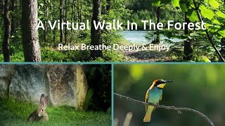 Virtual Nature Walk A Walk In The Forest [upl. by Barret60]