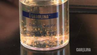 How to Care for Daphnia [upl. by Mccormac]