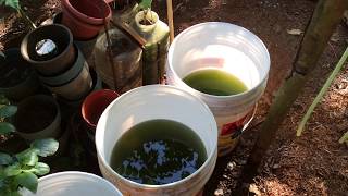 How to grow Green Water Algae [upl. by Ravid738]