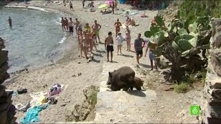 Jabalíes y bañistas comparten playa en Cadaqués [upl. by Wilonah]