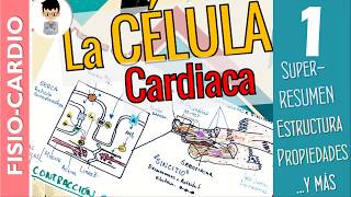 LA CÉLULA CARDÍACA Propiedades Estructura CONTRACCIÓN Mecanismos Fisiología Cardíaca 1 [upl. by Mosera]