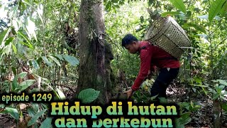 inilah resiko tinggal di kebun banyak kebutuhan yang susah didapatkan warta petani muda [upl. by Greene]