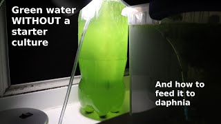 Green Water WITHOUT a Starter Culture  From Scratch  How To [upl. by Ahsaei]