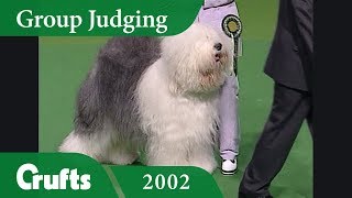 Old English Sheepdog wins Pastoral Group Judging at Crufts 2002 [upl. by Nauqit]