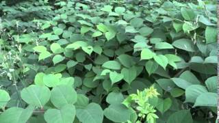 Japanese Knotweed How to Identify [upl. by Eilzel]