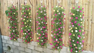 Beautiful DIY vertical hanging garden growing Portulaca Mossrose for small spaces [upl. by Etra]