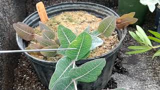 Milkweeds a look at 20 different species of Asclepias [upl. by Trow]