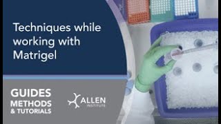 Allen Cell Methods Techniques while working with Matrigel [upl. by Morrell]