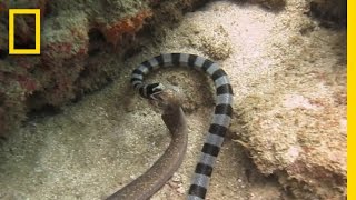 Watch Sea Snake Swallows Eel Whole  National Geographic [upl. by Ahtnahc]