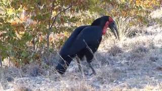 Southern ground hornbill calling [upl. by Eneli]