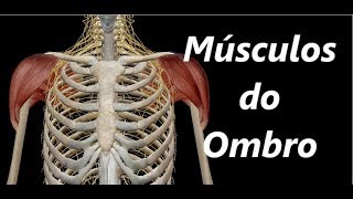 Anatomia dos Músculos do Ombro em 3D [upl. by Isoais807]