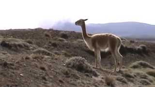 Vicuñas Chimborazo [upl. by Ajin]