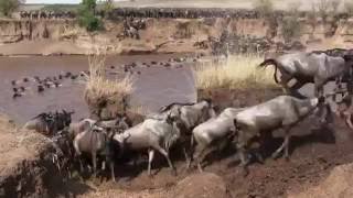 Maasai Mara 2015  The Crossing [upl. by Koch]