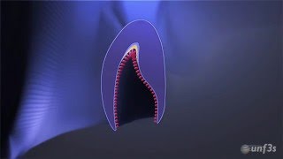 Tooth development  Crown formation [upl. by Ahseenyt279]