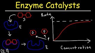 Enzymes  Catalysts [upl. by Anayi]