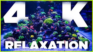 4K Reef Aquarium Relaxation amp Chill 4 HoursWorld Wide Corals [upl. by Jepson]