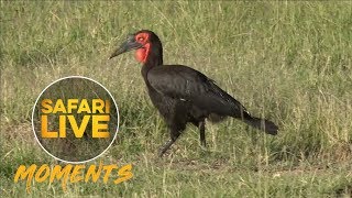 Ground Hornbills Seen Calling in the Mara [upl. by Ecnaralc]