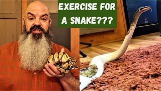 Exercise for Snakes enrichment for your ball python [upl. by Cody]