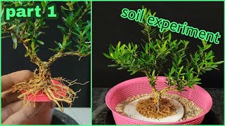 part 1 buxus harlandii  boxwood bonsai from cutting bonsai buxus dari stek batang [upl. by Aliahs]