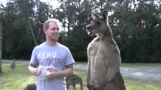 Man Feeds Buff Kangaroo [upl. by Cathi747]