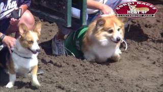 Canterbury Park Corgi Races 7302016 [upl. by Trevorr96]