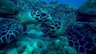 Hawaiian Hawksbills An Endangered Sea Turtle Population [upl. by Diskin]