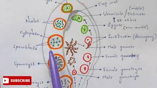 Plasmodium vivax in mosquito phase  Detailed  NEET  Bio science [upl. by Zednanref]