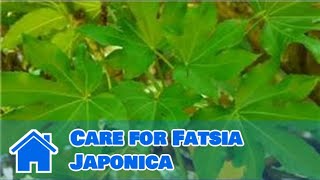 Maintaining amp Pruning Shrubs  How to Care for Fatsia Japonica [upl. by Cinimod]