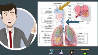 Respiratory Systemparts and function [upl. by Anwahsat]