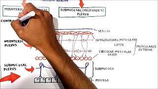 The enteric nervous system [upl. by Stine]