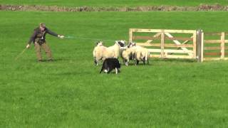 Irish National Sheepdog Trials 2016 JP McGees Glencregg SilverJnr [upl. by Rutger]