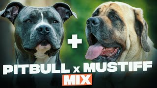 Pitbull Mastiff Mix  Everything You Need To Know About This Mastiff Mix [upl. by Mitzie790]