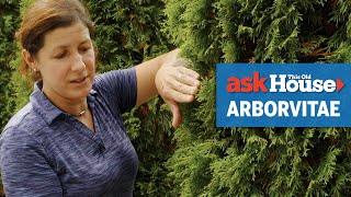 All About Arborvitaes  Ask This Old House [upl. by Johnna873]